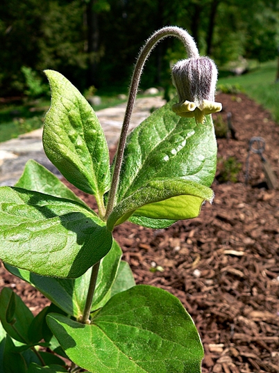 {Clematis ochroleuca}